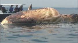 Indonesian fishermen find huge humpback whale carcass off coast
