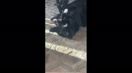 Dog likes to roll around on the floor with kids