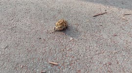 Two frogs carrying baby frogs across the greenway in Harrogate UK