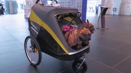 Dozens of pets all shapes and sizes on show at Thai exhibition