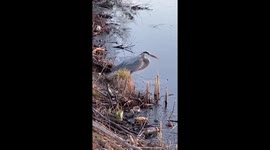 Great blue heron stands around in a pond before taking flight