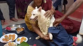 Indian family organises special ceremony for pregnant dog
