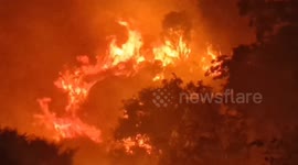 Forest fire burns rare medicinal plants in a hill located in south india