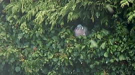 Pidgeon Sheltering from a snowstorm in a thick hedge in the UK