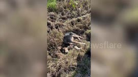 Hero dog waits SIX HOURS besides friend hit by car