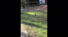 Wild rabbit in a sunny day running wild in Raleigh North Carolina while I’m driving my truck for work