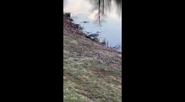 Great blue heron closeup right before the beautiful bird flies off over a pond