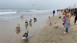 Corgi party: over 1,000 turn out at event in California