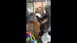 Sasha the Capuchin Monkey Starting Her Spring Cleaning Routine