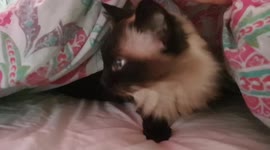 Mitsy the Ragdoll cat having a sleep under the duvet then jumps out!