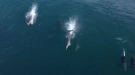 Beautiful Clear Drone Footage of Dolphins Surfing Waves Together