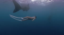 Cheeky whale shark uses its tail to slap bikini-clad diver on her backside