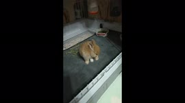 An adorable baby rabbit was too sleepy to stand and fell over. So CUTE!