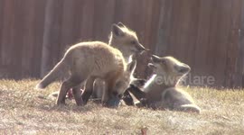 Funny video shows adorable baby foxes playing in Minnesota yard