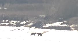 Two black bears spotted wrestling with each other on frozen river in northern China