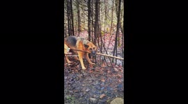 German shepherd becomes frustrated as she loses tug of war against tree