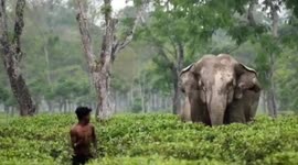 Furious elephant charges after men throwing stones at herd in northern India