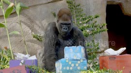 Elderly gorilla tucks into cake as he celebrates 45th birthday at San Diego Zoo