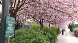 Sakura cherry trees blossom in the alley Allée du Hameau d'Alfort, Maisons-Alfort,Paris suburb, France. 4 april 2022.  (Despite the unexpected cold wave of the beginning of that spring).