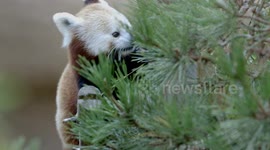 The Natural Habitat for These Red Pandas Is Being Threatened