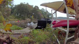 Great Blue Heron walks along, stops, then poops loudly TURN UP SOUND