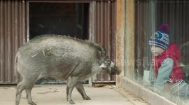 Heartwarming tale of warty pig with a heart murmur