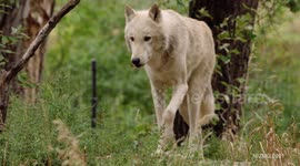 Why female gray wolves are the leader of the pack