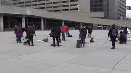 Group of trainers take to Toronto city hall square today to train service and support dogs and have them pose for a photo shoot after.
