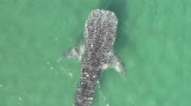Stunning drone footage shows 29-foot whale shark swimming in ocean near Mexico