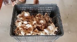 Grandmother, 66, finds two giant mushrooms bigger than her head while foraging in Thai forest