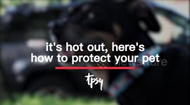 Protect your pets from the heat with these tips