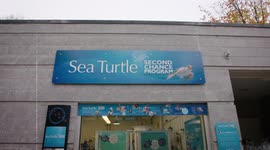 A Second Chance for This Beautiful Green Sea Turtle