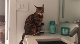 Ella the sweet bengal cat is patient while her little brother Albus is a menace