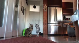 Albus and Ella the bengal cats face off with an Agility challenge showing their impressives skills