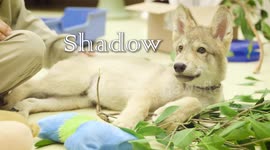 A Ferocious Appetite Is The Best Way To Describe This Wolf Pup Named Shadow