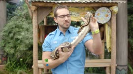 This African Ball Python Is An Efficient Predator in Their Natural Environment