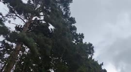 Strong winds in Starbeck area of Harrogate UK rocking tops of mature trees