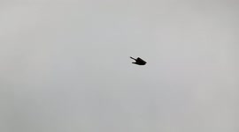 Over Harrogate are birds of prey called Red Kites seen on a daily basis