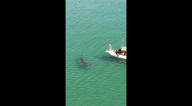 Additional footage of titanic 29-foot whale shark off Mexico coast