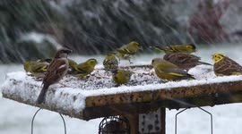 Birds feed in heavy snow as winter returns to Scotland in April.
