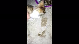 Baby kitten growling whilst protecting her food from her rescuer!