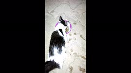 Tiny baby stray kitten says