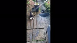 The difference in these kittens' personalities is astounding