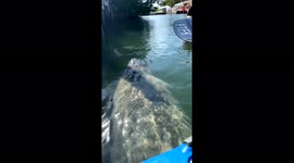 Humongous manatee slides under kayak