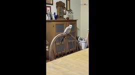 If you’re happy & you know it by Millie the cockatiel