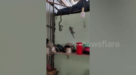 Snake tries to catch gecko on kitchen wall in Vietnam
