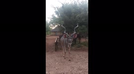 Licked by a massive antelope! Kudu gets up close and personal near Kruger National Park