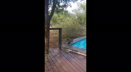 Thirsty Mamma! Monkey carrying baby tempts fate drinking from pool.
