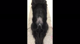 Cocker Spaniel lies funny at the feet of the owner