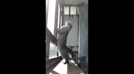 The cat admires the view from the window and does not want to leave